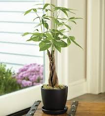 5 out of 5 stars. Money Tree Plant Our Money Tree Pachira Aquatica Doesn T Grow Ten Dollar Bills Our Apologies B Money Tree Plant Plant Care Houseplant Chinese Money Tree