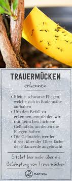 Eben am anfang der wintermonaten sind penetrante, kleine, schwarze fliegen häufiger am fenster, in blumentöpfen oder in resten unaufgeräumter erde zu bemerken. Trauermucken Bekampfen So Wird Man Die Kleinen Fliegen Los Trauermucken Schadlinge Im Garten Pflanzen