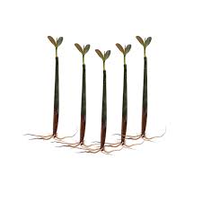 Image result for Rhizophora