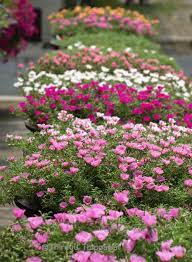 Beli tanaman bunga vinca online berkualitas dengan harga murah terbaru 2021 di tokopedia! My Portulaca At Nakorn Nayok Province Thailand Taman Bunga Tanaman Pot Tanaman