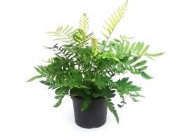 Image result for Blechnum tabulare