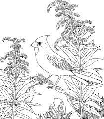 Check out our coloring state bird selection for the very best in unique or custom, handmade pieces from our shops. Northern Cardinal And Goldenrod Kentucky Bird And Flower Coloring Page Dibujos De Pajaro Dibujos Paginas Para Colorear De Flores