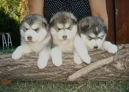 *we are located in fort macleod, alberta, but can deliver for a fee* 2 males and 2 females left! Alaskan Malamute Breeders Pets Lovers
