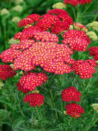 Achillea Millefolium Tutti Frutti Pomegranate Schafgarbe Achillea Flowers Perennials Achillea Millefolium