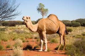 I figure australia has a muslim population. 10 Awesome Animals You Don T Expect To Find In Australia Listverse