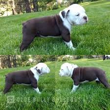 Email * comment * submit. Puppies Puppies Blue Ribbon Bred Olde Bully Bulldogs Facebook