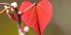 Awakening the Heart - One Day Insight Meditation...