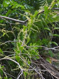 Image result for Dioscorea minutiflora