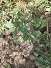 Image result for Trianthema portulacastrum