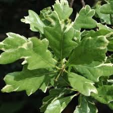 The quercus cerris or also known as turkey oak, belongs to the family of the fagaceae. Quercus Cerris Argenteovariegata
