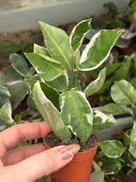 Image result for Euphorbia platycephala