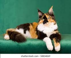 Jun 17, 2021 · what is a calico cat? Calico Maine Coon Cat On Green Stock Photo Edit Now 58834069