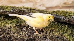 Como saber se o teu canário é macho ou fêmea • Tiendanimal Blog