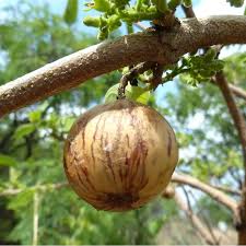 Image result for Vangueria esculenta