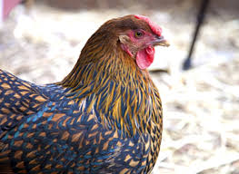 Sultan chicken breed is an ornamental fowl with roots in turkey. The Lowdown On Layers Top 5 Laying Chicken Breeds And 12 Tips