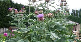 The Wild Cardoon Cynara Cardunculus Monty Don July To Christmas Tall And Purple Flowers Cardoon Plants Perennial Vegetables