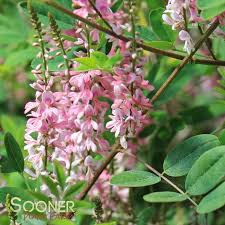 Image result for Indigofera praticola