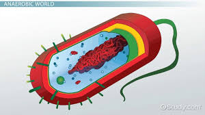 Maybe you would like to learn more about one of these? Aerobic Vs Anaerobic Bacteria Comparison Differences Video Lesson Transcript Study Com