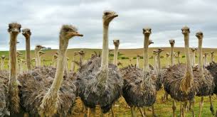 Where can you buy an ostrich egg to eat. Unconventional Profit Raising Ostriches By Jared Willis Medium