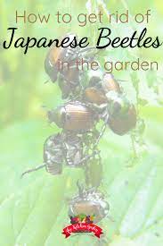 How To Get Rid Of Japanese Beetles Japanese Beetles Getting Rid Of Japanese Beetles Aquaponics System