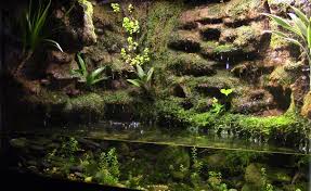 New Inhabitants Paludarium Aquarium Setup Green Carpet Challenge Amphibians