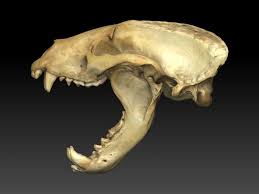 Badger Skull With Open Jaw 3d Model Skull Mammals 3d Model