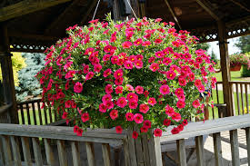 Image result for calibrachoa million bells