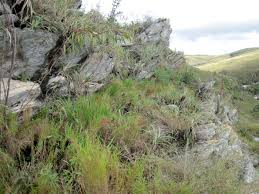 Image result for Sopubia ramosa