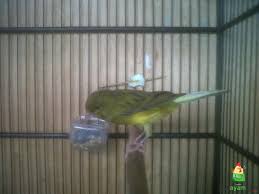 We did not find results for: Beternak Burung Kenari Menggunakan Sistem Cabut Pejantan