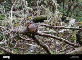 Image result for Widdringtonia whytei