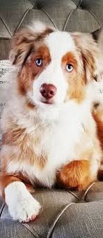 Australian Shepherd Black And White Dog With Blue Eyes Pin By Madelyn Skiles On Dogs Australian Shepherd Cute Animals Australian Shepherd Dogs