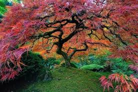 Und auch für die kleinen gärten gibt es durchaus arten und sorten von kleinbleibende bäumen, die das gartenbeet bereichern, aber dennoch nicht zu wuchtig werden. Das Sind Die 16 Schonsten Baume Auf Der Welt Storyfox Japanischer Garten Baum Fotografie Schone Natur