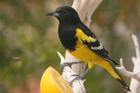 Birds Of East Texas Book Https Www Facebook Com Wingedbeautiesbirds Photos A 566878823481561 1073741828 566675060168604 923821767787263 Type 3 T Bird Life List Beautiful Birds Birds