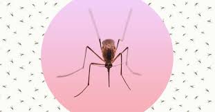 Top 9 best no see ums repellents that work in 2021 1. Deet Is The Most Effective Bug Spray But Is It Safe Time