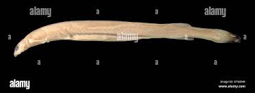 Image result for Vandellia