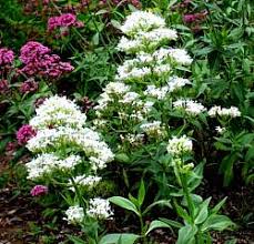 Image result for Centranthus