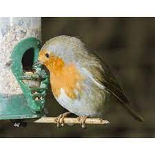 Winter Bird Food Recipes Mother Earth News Winter Bird Bird Bird Supplies