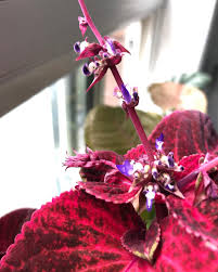 Image result for Coleus