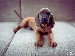 Image result for bavorský barvář