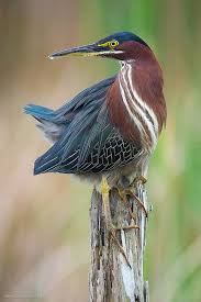 Black And White Bird With Long Tail Uk Pin On Beautiful Birds