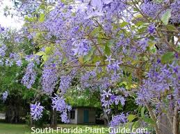 Image result for Petrea volubilis