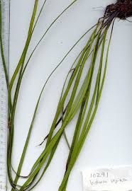 Image result for Vittaria elongata