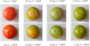 effect of 1 octylcyclopropene on physiological responses and