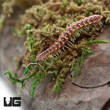 Image result for Eulophia leachii