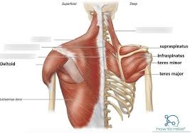 All these muscles originate on the scapula and insert into the humerus bone. Posterior Shoulder Girdle Muscles Diagram Quizlet