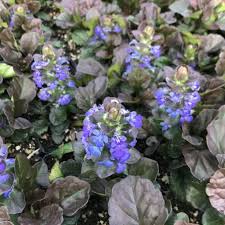 Image result for Commelina reptans