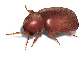If they do end up getting inside, orkin recommends vacuuming them up (emptying the bag immediately afterward), or. Types Of Beetles Identify Control Beetles Orkin