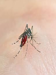 Malaysia dengue cpg apk is a medical apps on android. Dengue Pediatric Guideline References Mims Malaysia