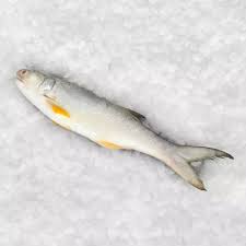Yandex.translate works with words, texts, and webpages. Ikan Senangin Fourfinger Threadfin 1kg Pkt Lazada