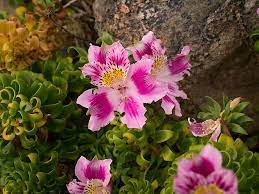 Последние твиты от native flowers (@native_flowers). 30 Wildflowers Of Central Chile Coigue Expeditions